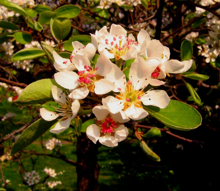 معرفی و راهنمای پرورش گیاهان - گلابی